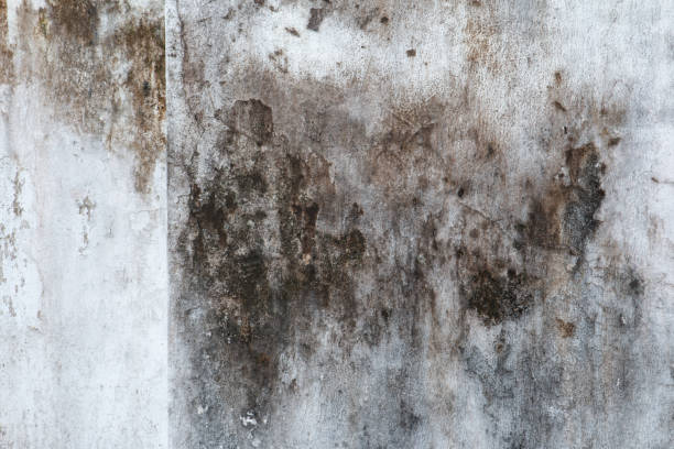 Best Mold Remediation for Healthcare Facilities  in Brooklyn Center, MN