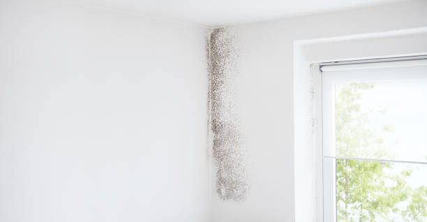 Best Black Mold Removal  in Brooklyn Center, MN