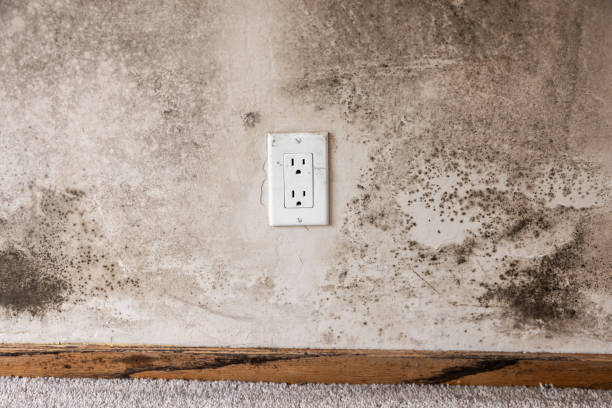 Trusted Brooklyn Center, MN Mold Removal Experts